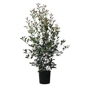 Photinia